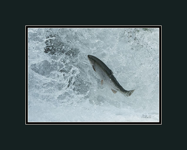 Trout heading up stream to spawn